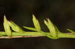 Fewflower blazing star